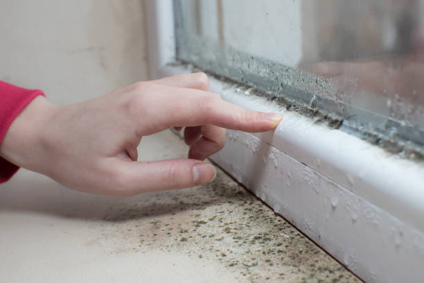Best Industrial Mold Remediation  in Manila, AR